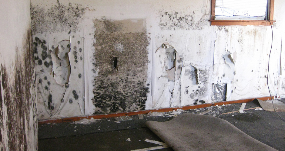 mold-services-1